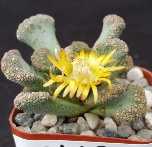 Titanopsis calcarea cactus Cacti Succulent real live plant
