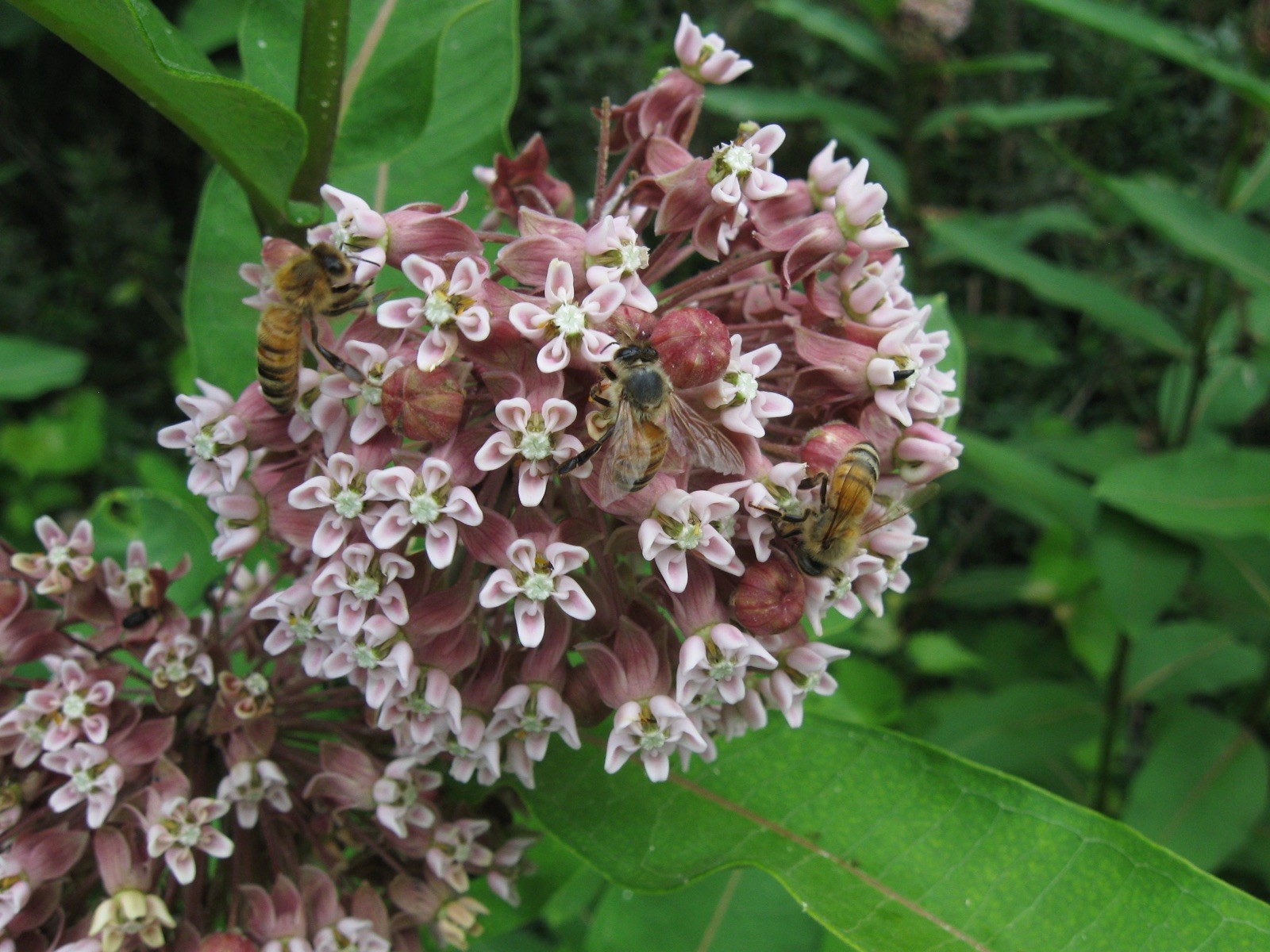 Asclepias syriaca 500 Seeds – Common Milkweed