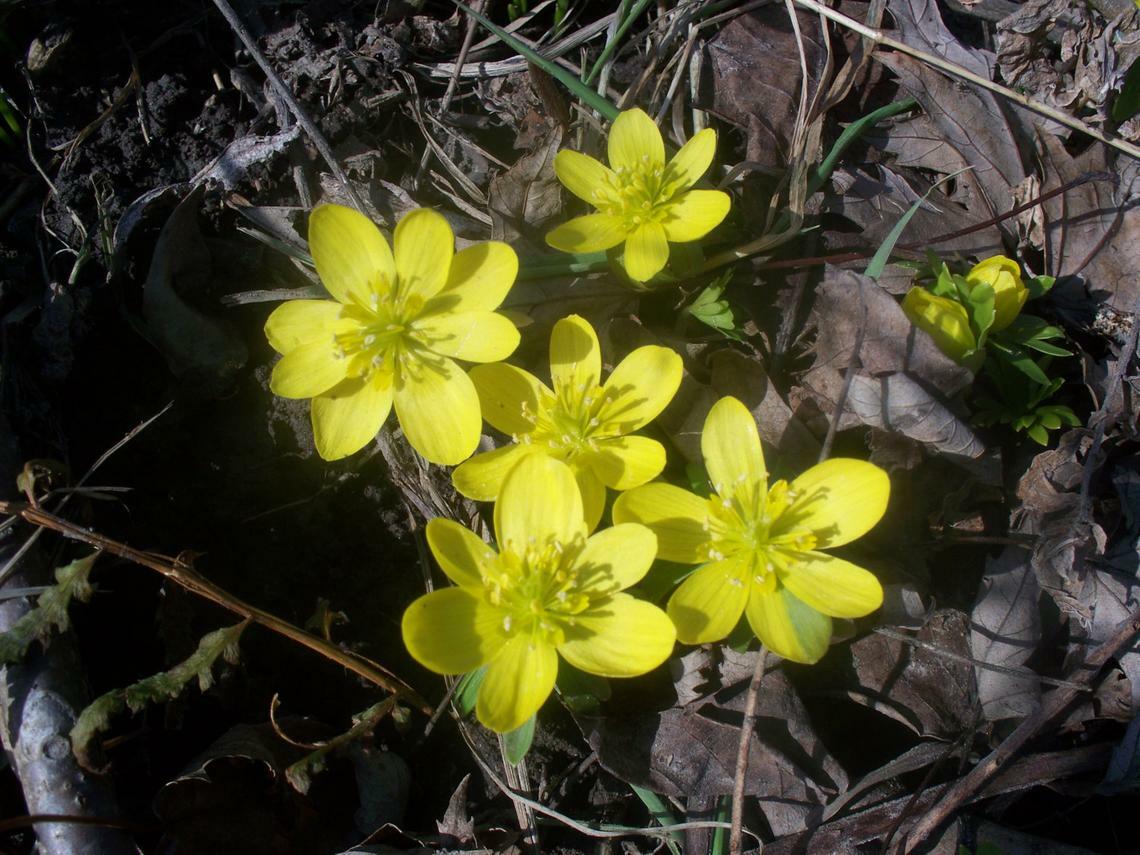 100 SEEDS WINTER ACONITE