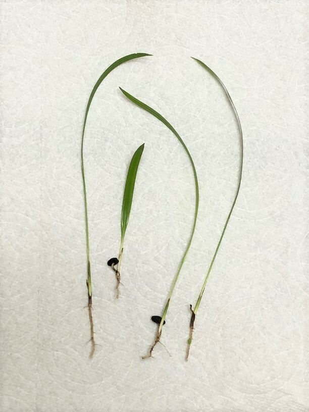 Pygmy Robellini Dwarf Palm Tree Seedlings (4 seedlings)