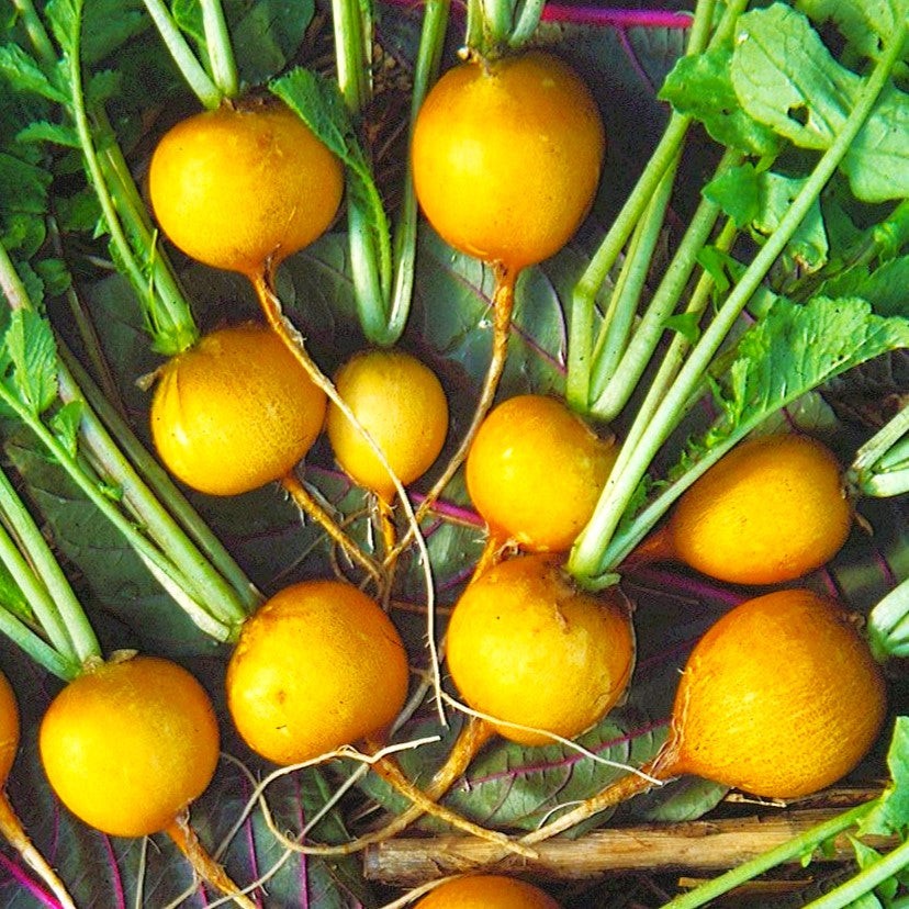 Golden Helios Radish Seeds – For 2025 Planting Raphanus Yellow Globe Sun
