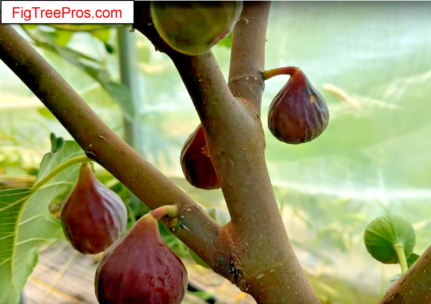 Black Malta Fig Tree: 1 Healthy Cultivar 8″to 12″ H. & 5″-9″ W. Ficus Carica