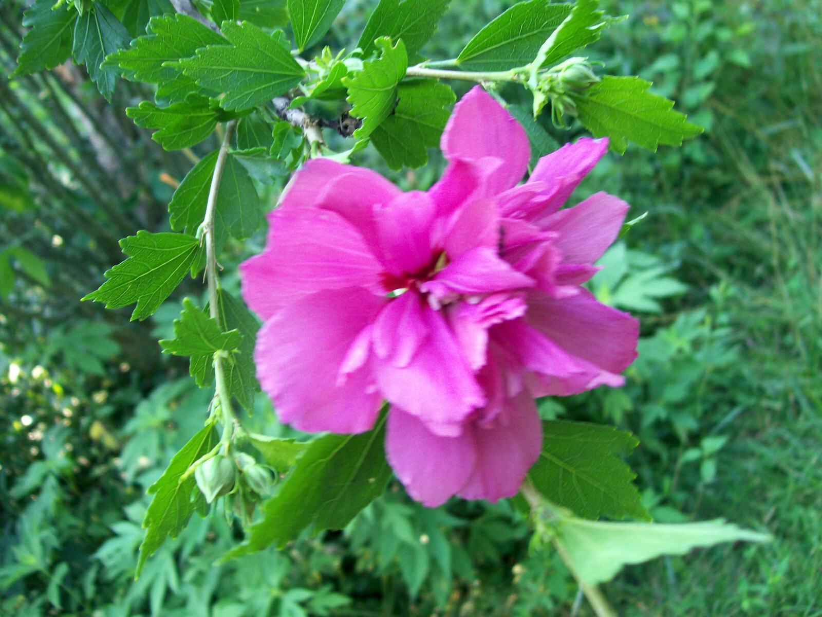 DOUBLE PURPLE/PINK ROSE OF SHARON PLANT UNROOTED CUTTINGS SET OF 10