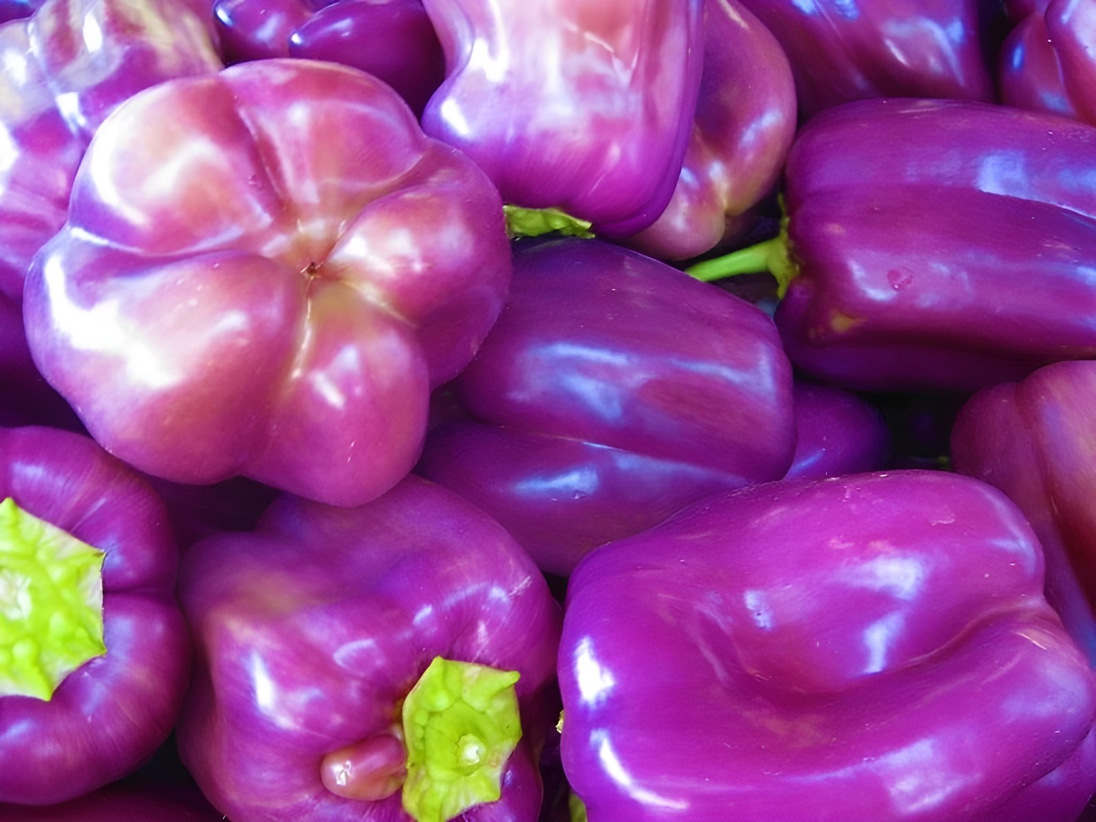 50 Heirloom Purple Beauty Bell Pepper Seeds – Home Garden Favorite Sweet No Heat
