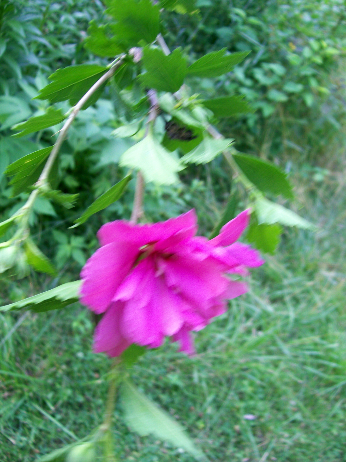 DOUBLE PURPLE/PINK ROSE OF SHARON PLANT UNROOTED CUTTINGS SET OF 10