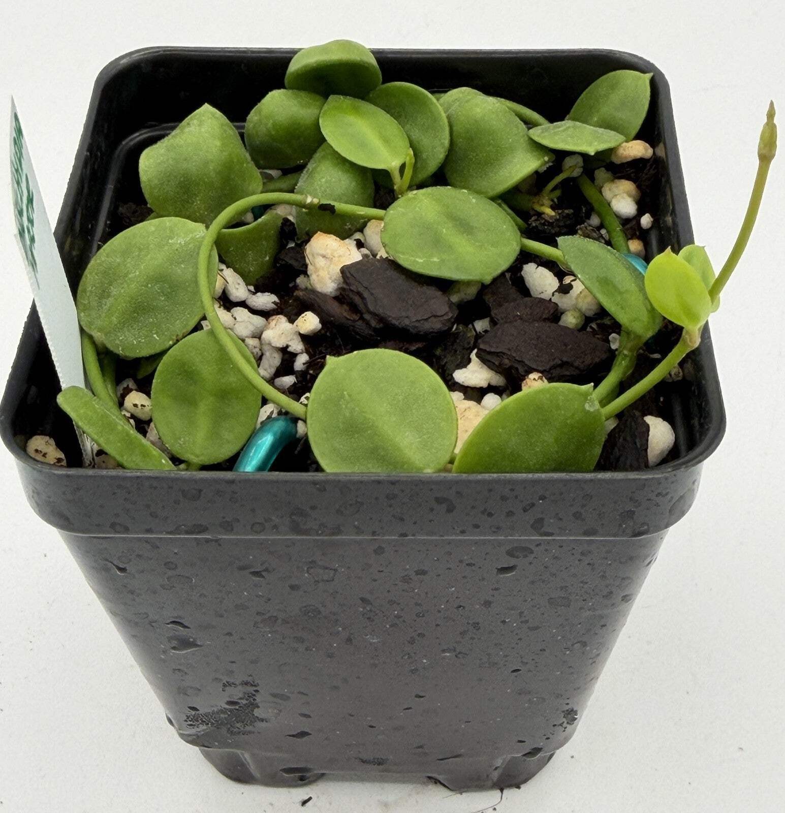 Dischidia major Rooted and growing! 3.5” Pot – Lots of Nodes!