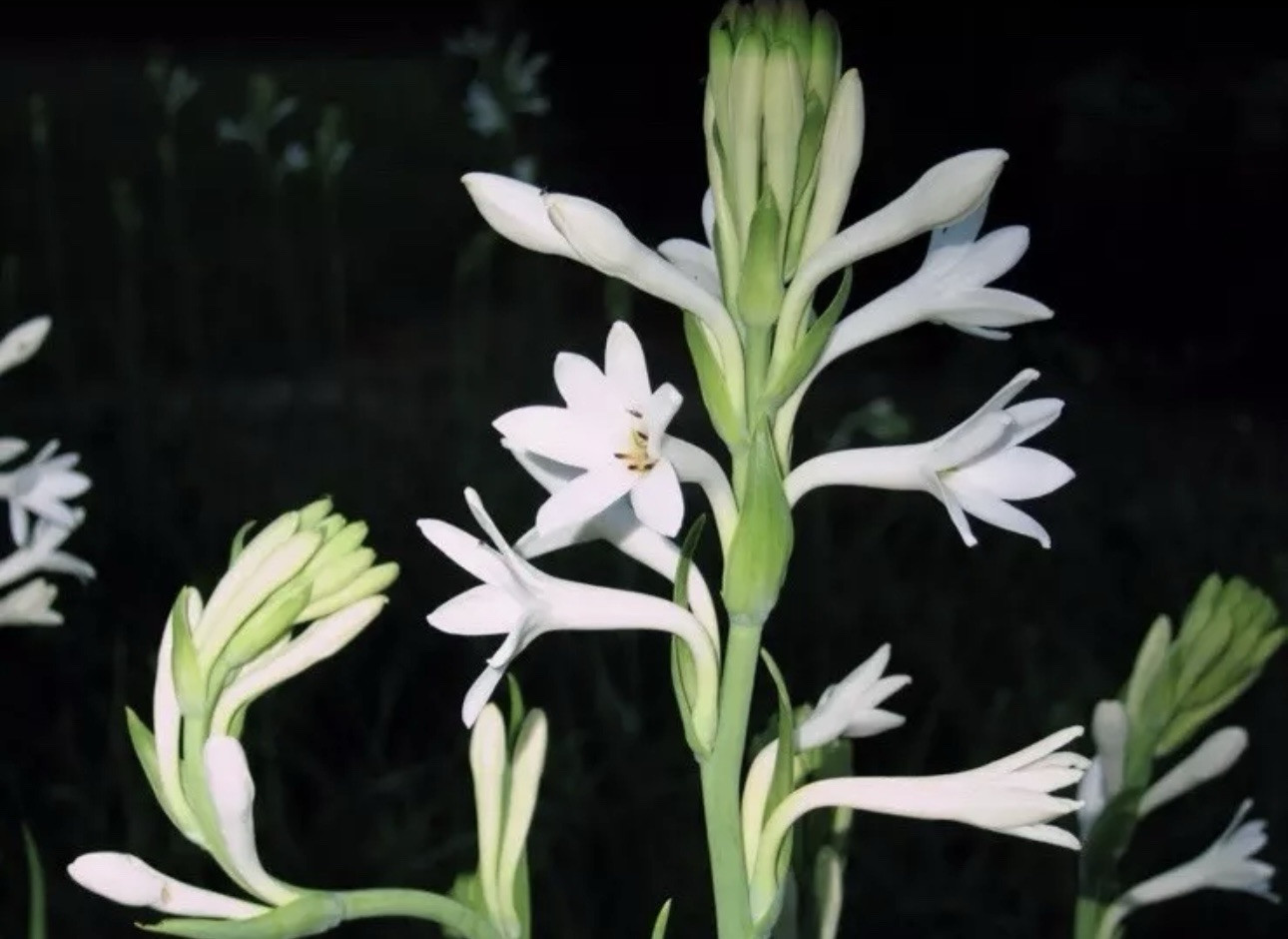 10 Clumps Tuberose, Bulbs 2+ Size Small, Rooted &Sprouted Ready To Plant