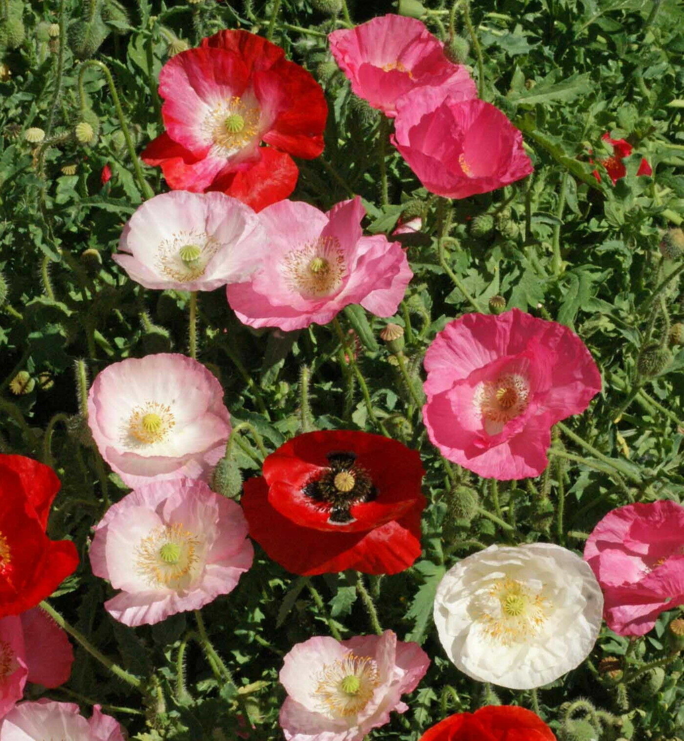 Papaver Corn Poppy Flower Seeds rhoeas Single Mixed (4000 to 198,000 SEEDS)