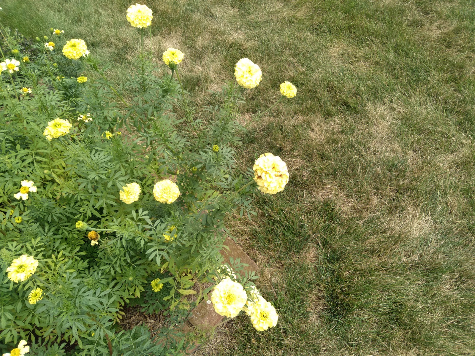 Giant African Yellow Marigold seeds, 200+ seeds