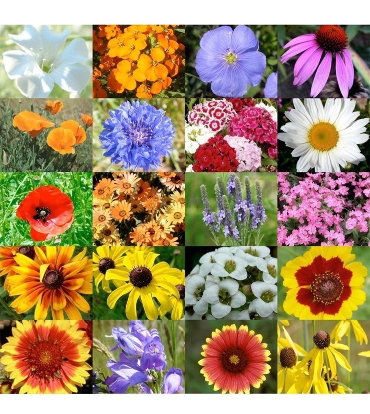 Dry Land Wildflower Seed Mix, Arid or Drought Landscape, Dry Area, 20 Species
