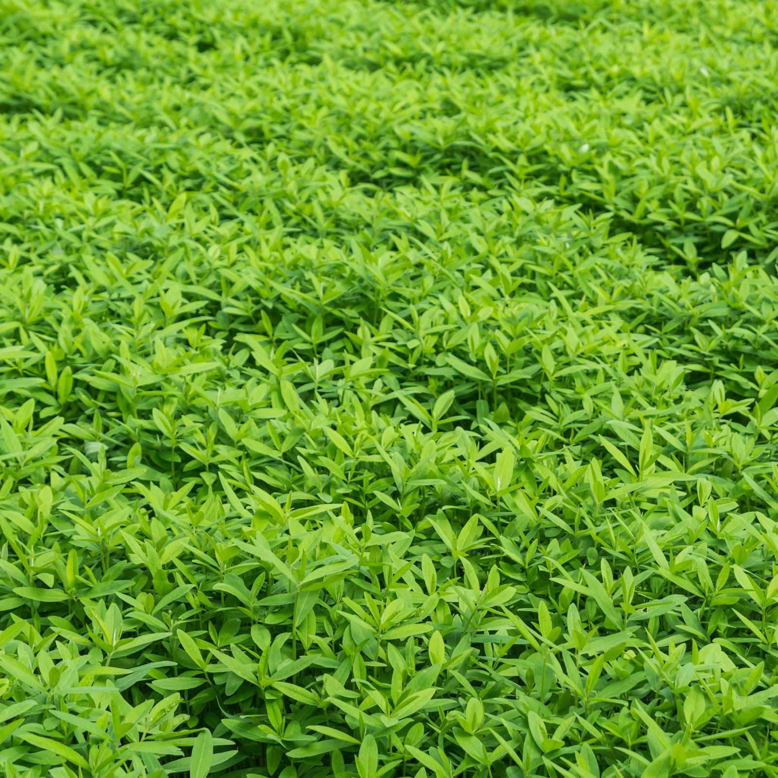 No-Till Garden Farm and Garden Cover Crop Mix Seeds – 5 Lbs – Blend of Garden…