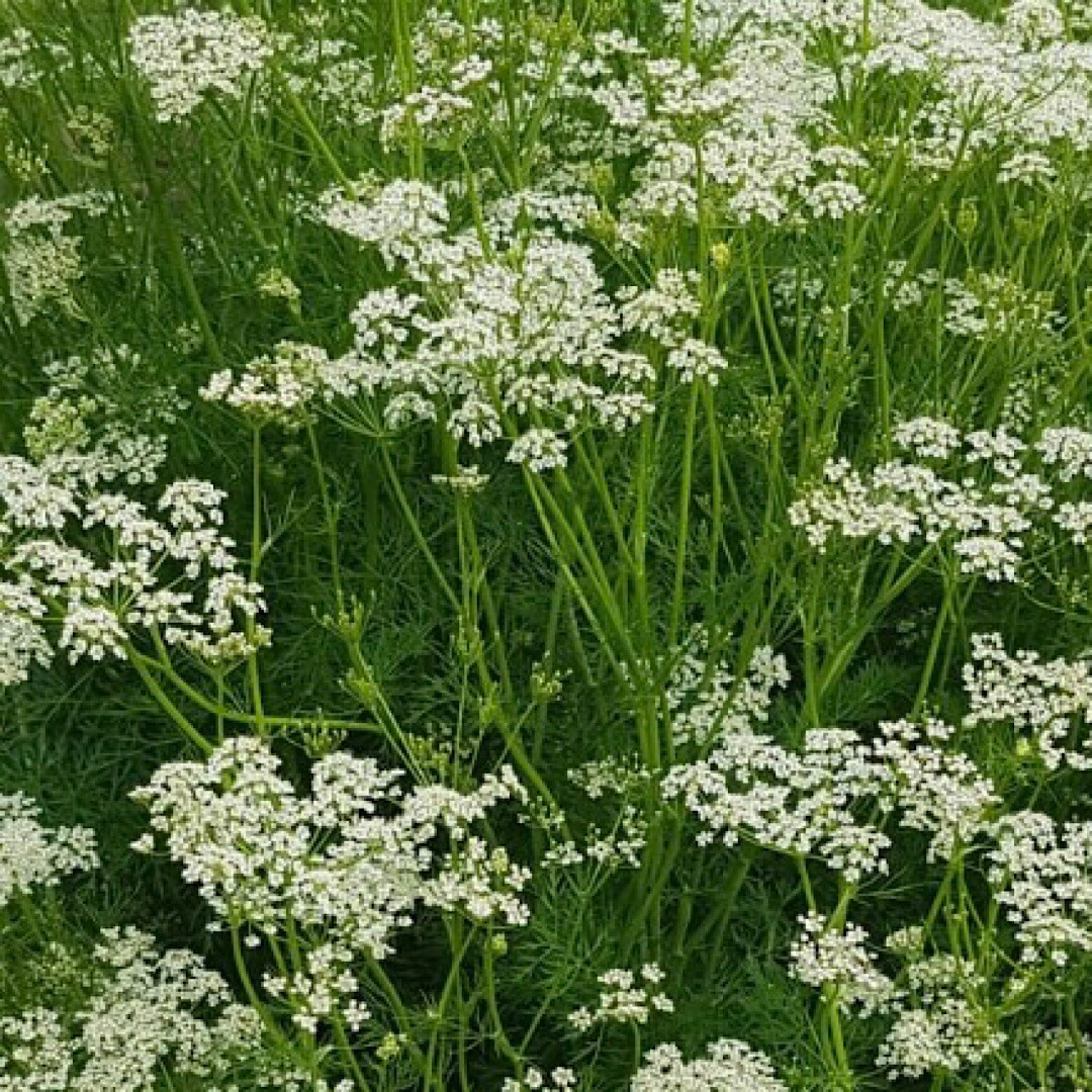300+ CARAWAY SEEDS FRESH HARVEST GARDENS Herbs Seeds USA