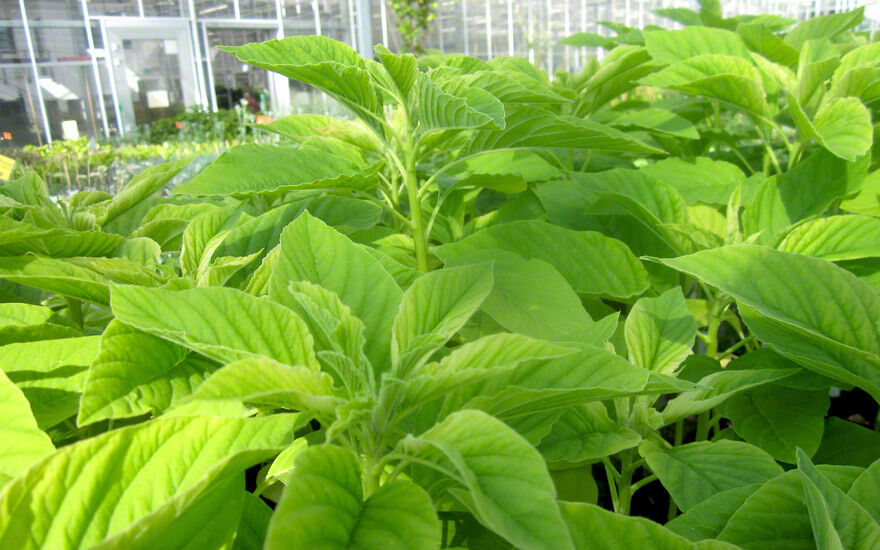 10000+ Organic Amaranth Seeds Green Callaloo Thotakura Edible Microgreens Indian