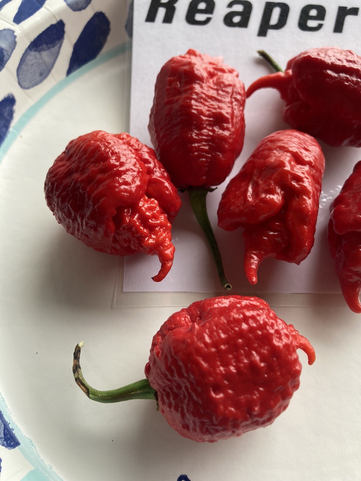 Carolina Reaper Hot Pepper Seeds 15+ Per Pack