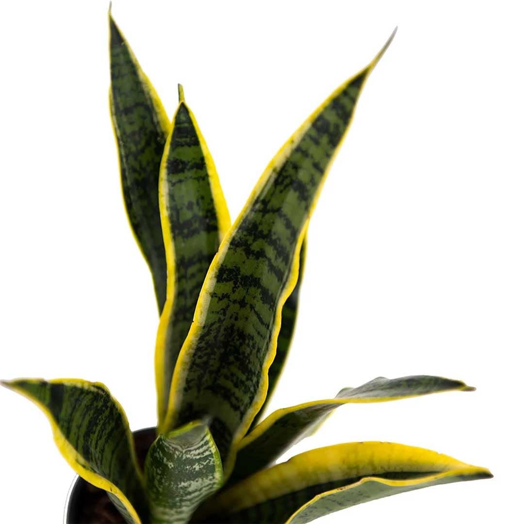 Snake Plant in 4Inch Pot Live Indoor Houseplant, Air Purifying & Easy Care