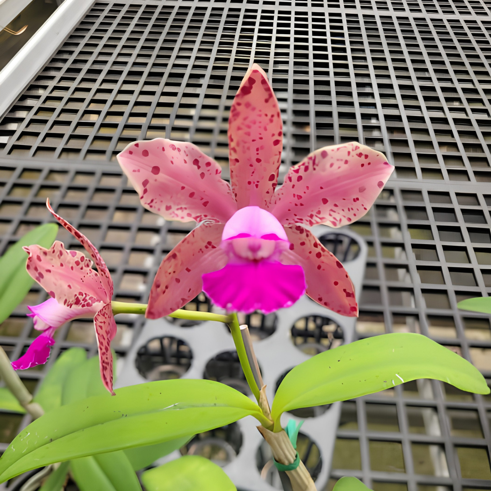 C. Gaudii ‘Cinnamon Scent’ x C. Black Jack ‘Universal’ | BS | 5″pot
