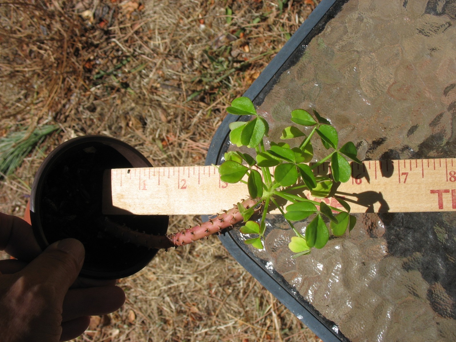 Oxalis Peduncularis ( Tree Oxalis)