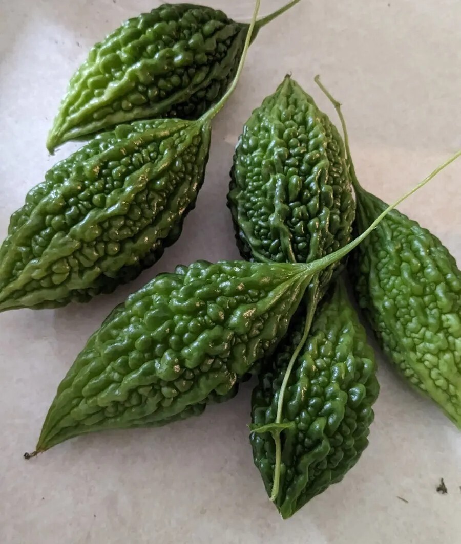 Mini Bitter Gourd Midi Pavakkai Karela Small Fruits India Type 10 Seeds