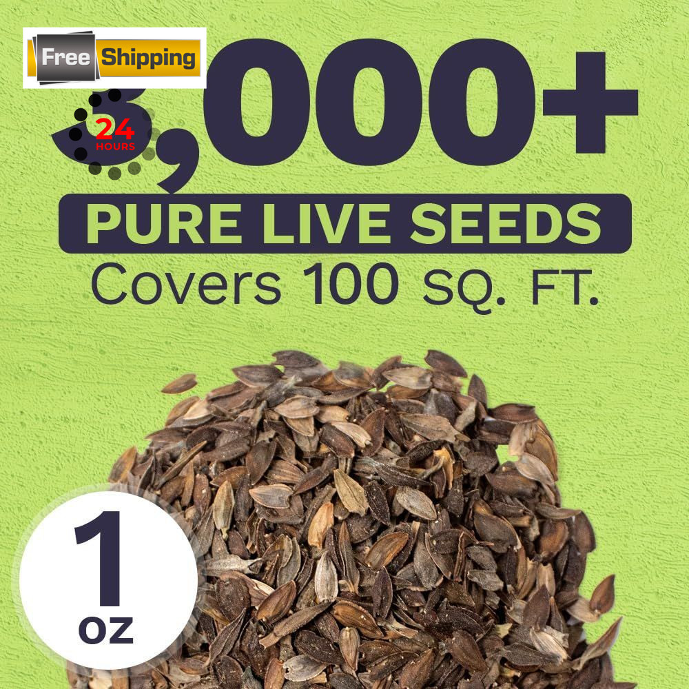 Zinnia Seeds – California Giants Mix – Large 1 1 Ounce Pouch, Multiple Colors