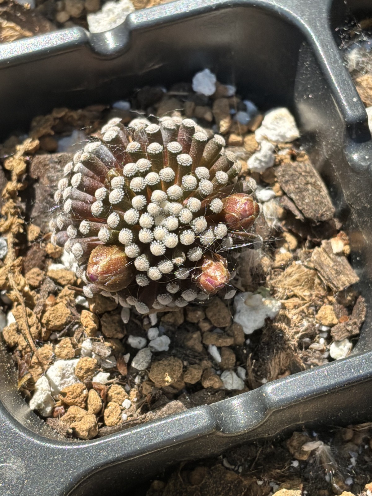 Mammillaria luethyi