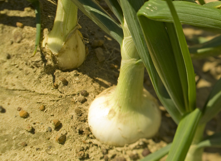 200+EARLY TEXAS GRANO ONION Seed Organic Short Day Spring Fall Vegetable Garden
