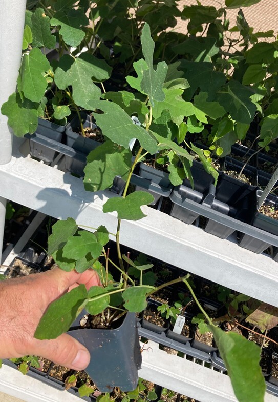 Fignomenal Dwarf Fig Tree – Dwarf Fig Plant – Self Fertile