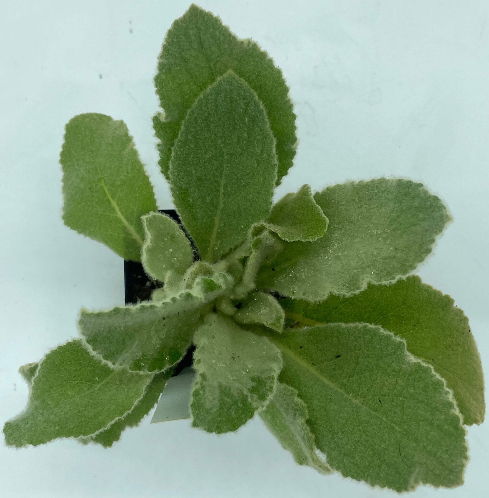 Common Or Great Mullein Starter Plant – V. Thapsus – Very Useful!
