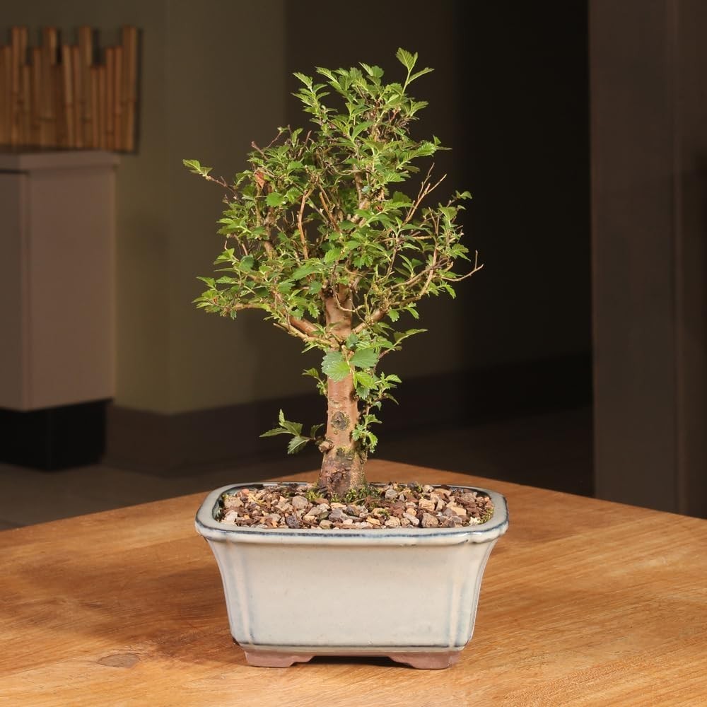 Outdoor-Friendly Chinese Elm Bonsai Tree, 6-8 Inches Tall, Low Maintenance Charm