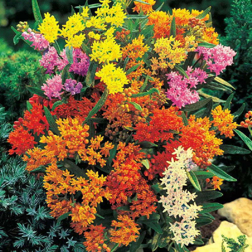 2.5 Qt. Asclepias Butterfly Weed Plant Red Flower in Grower’S Pot (2-Packs)