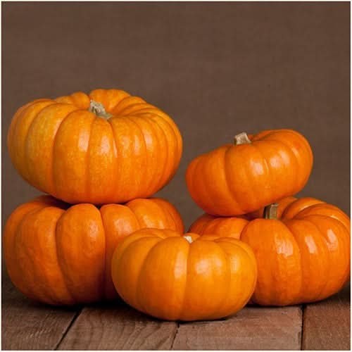 Jack Be Little Pumpkin Seeds For Planting (Cucurbita pepo)