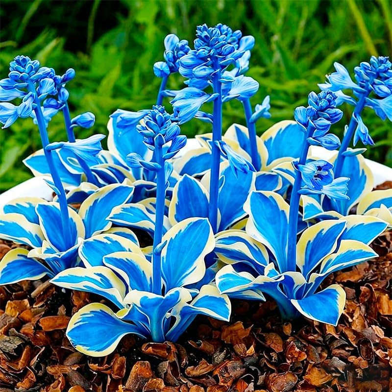175Pcs Mix Hosta Seeds for Planting – Perennial Shade-Loving Flowers