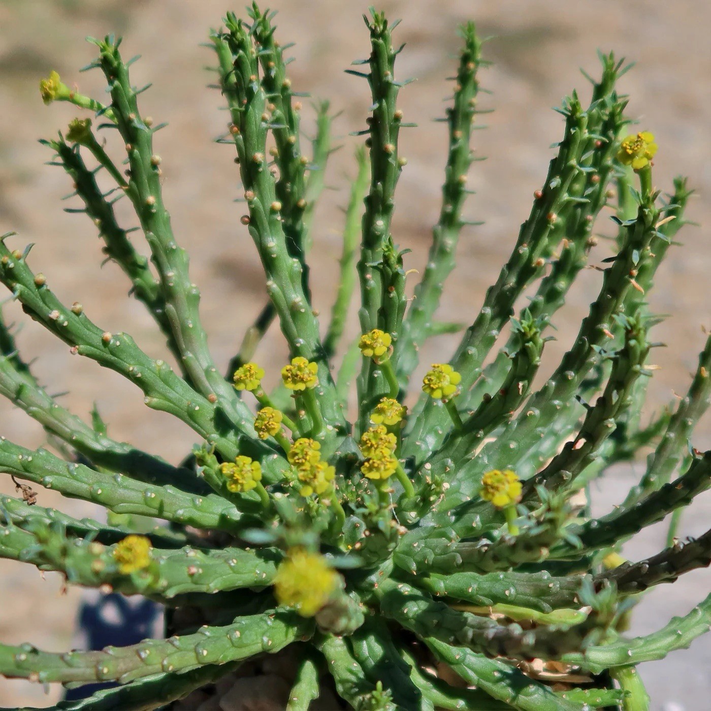 6” Specimen Medusa Head Plant Euphorbia flanaganii Rare Mature Caudex Succulent
