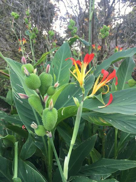 Canna speciosa | Wild Canna Lily | Red and Yellow Canna | 10 Seeds