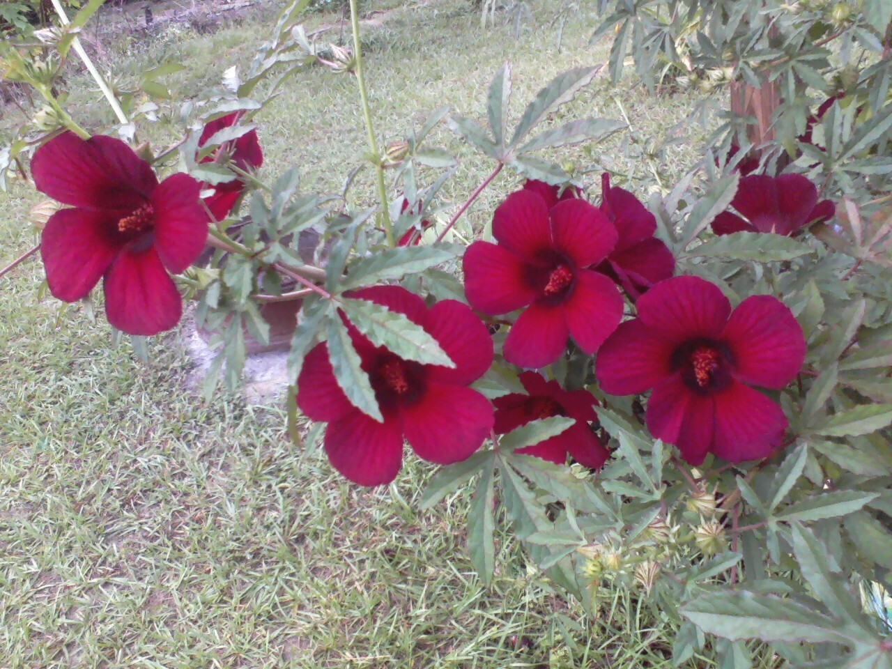 One Dozen Seeds: October Roses, Monarch Rose Mallow, Ruby Hibiscus