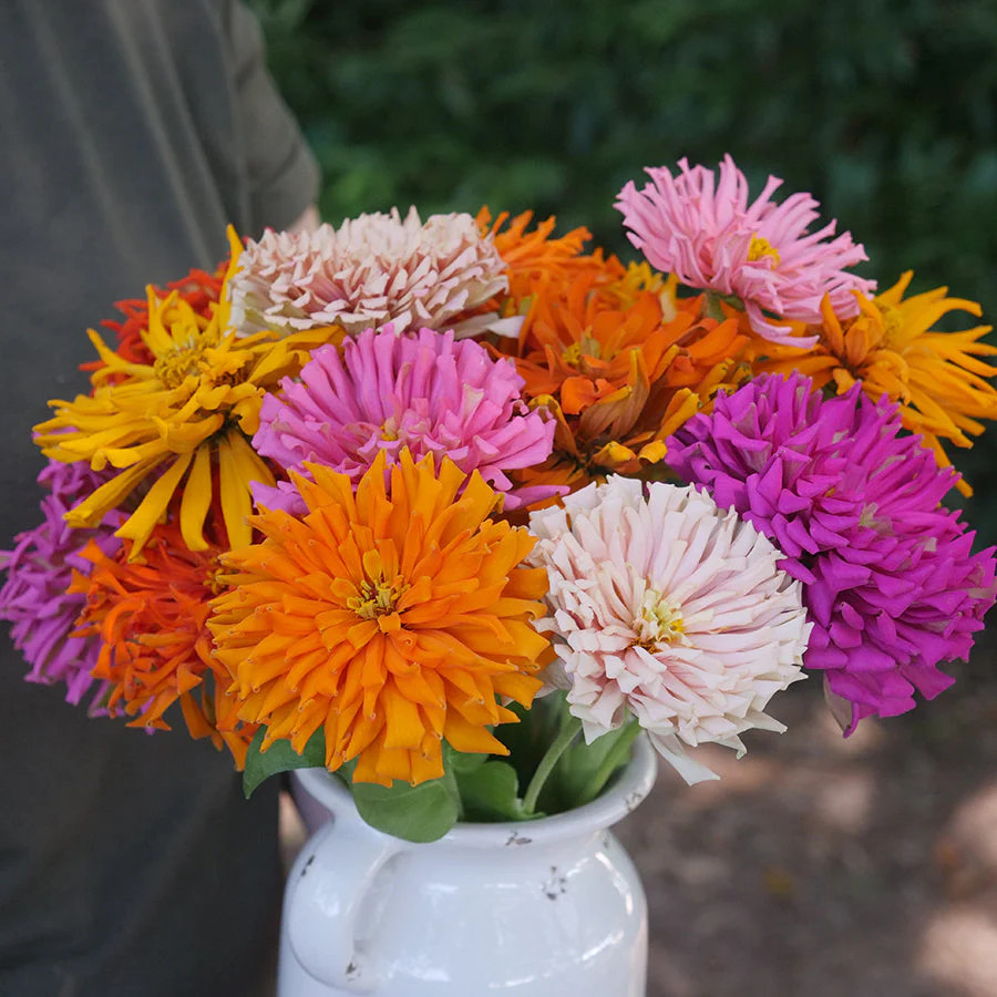 Cactus Mix Zinnia Seeds | Giant Cut Come Again Rainbow Dahlia Flower Seed 2024