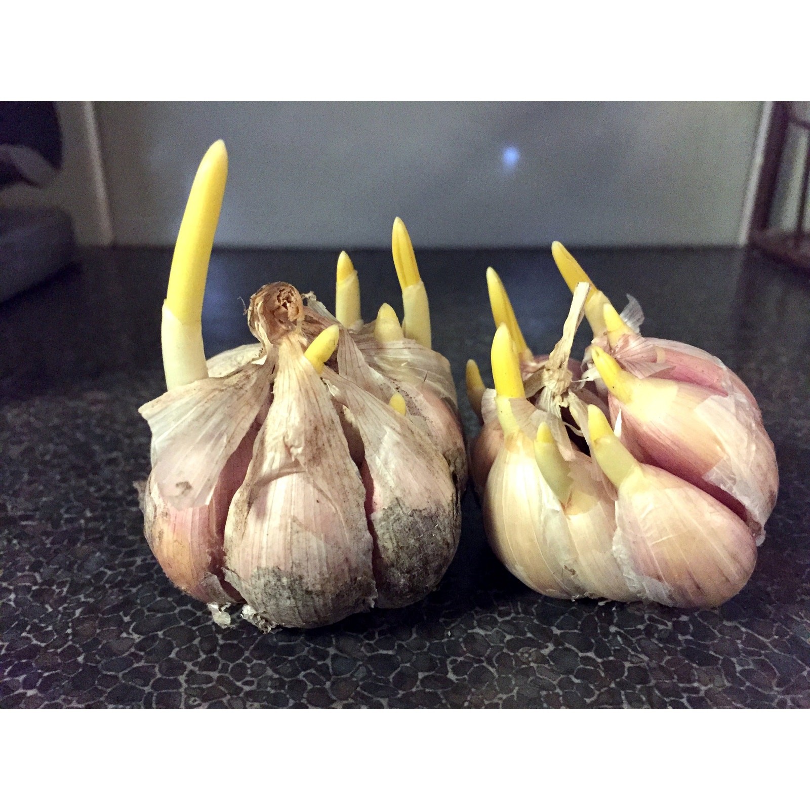 4 Colossal Organic Music Garlic Seed Garlic Bulbs Hardneck Early Jumbo