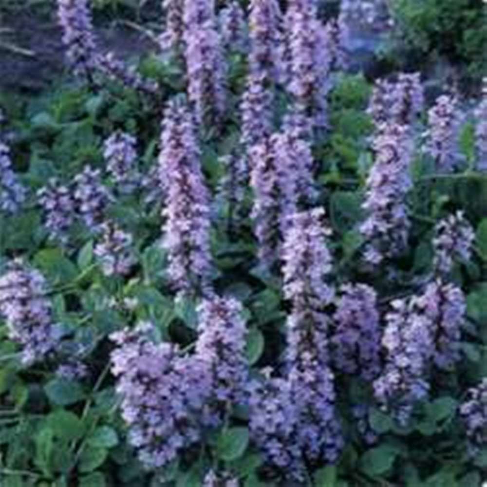 Ajuga Reptans Bugleweed – 15 Seeds – Groundcover – Shade – Deer Resistant