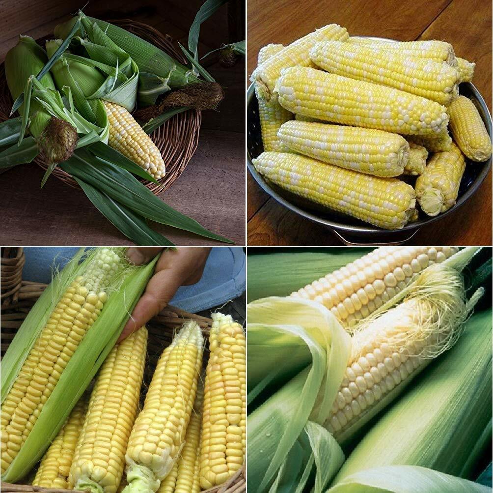 Sweet Corn ‘Heirloom Mix’ 100+ Seeds DELICIOUS NON-GMO flavorful YUM easy 2 grow