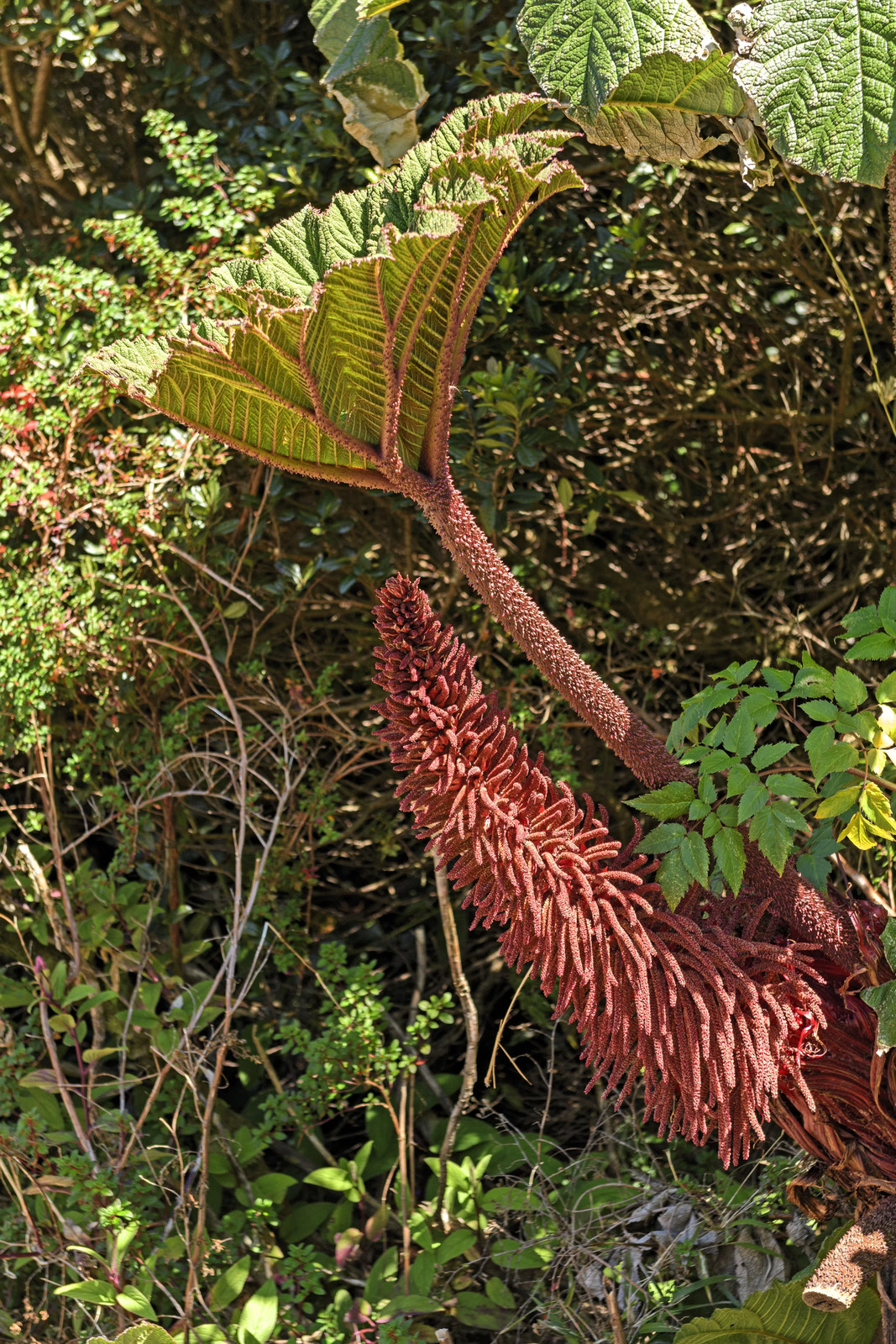 10 GUNNERA INSIGNIS Giant Rhubarb (Leaves to 6′, Red Flower Spikes to 3′) Seeds
