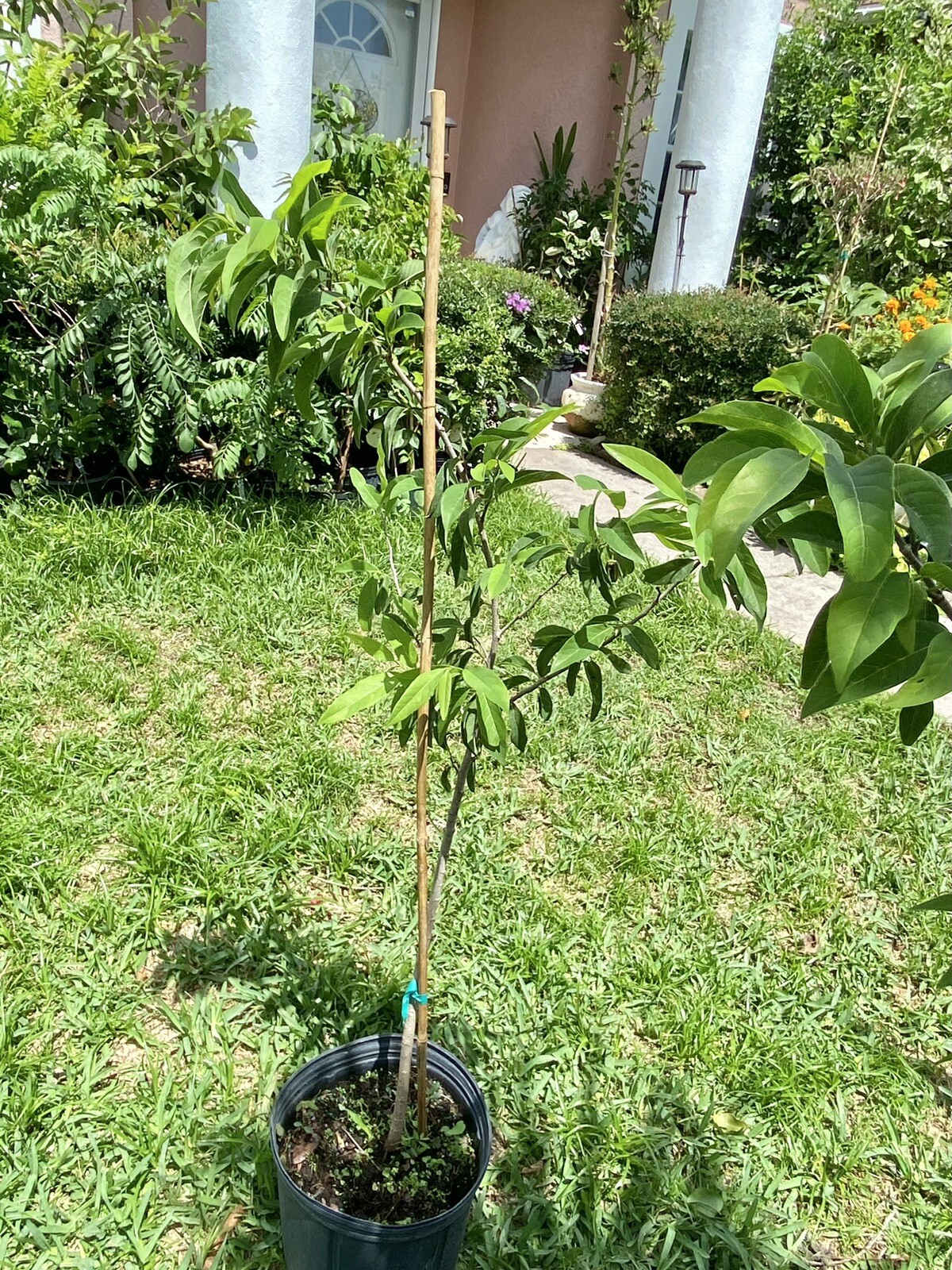Sugar Apple/ Custard Apple tree 3ft to 4ft trees. nice and healthy.