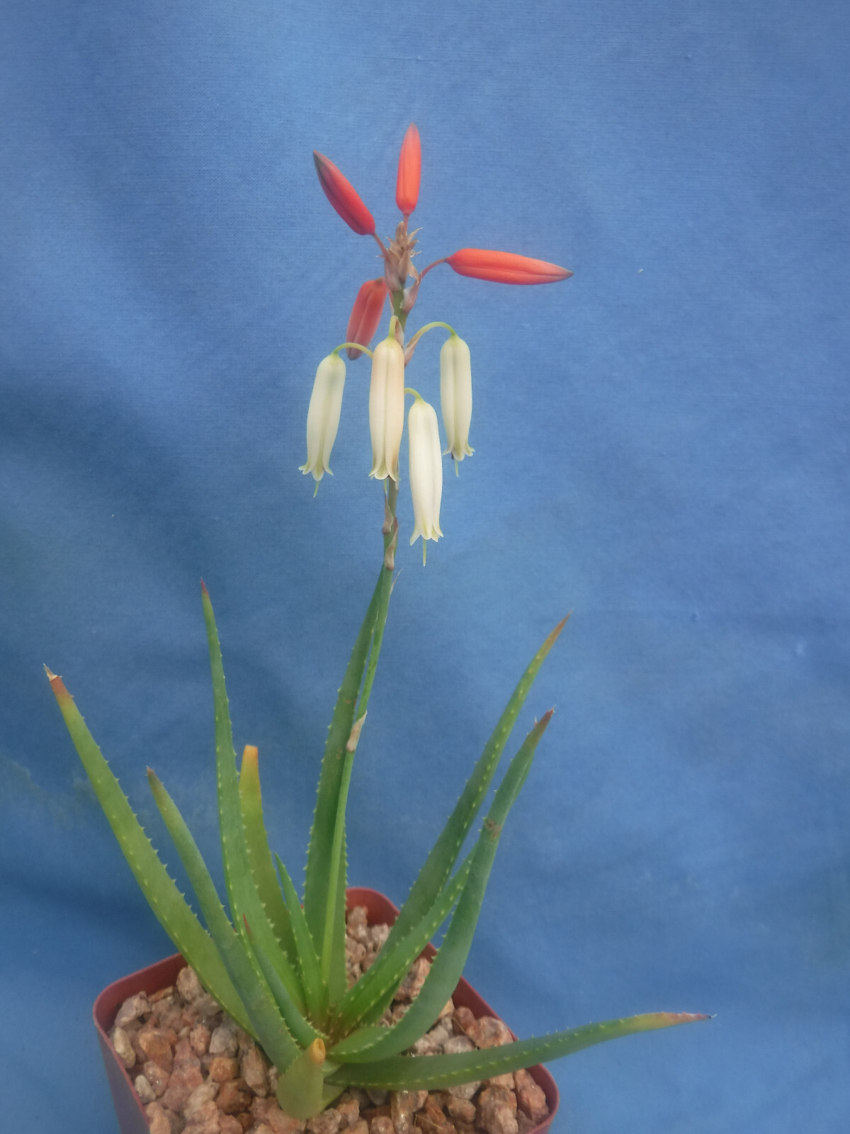 Aloe Safari Sunrise HYBRID Orange/Pink/Cream Blooms 3″ to 4″ PLANTS Succulent!