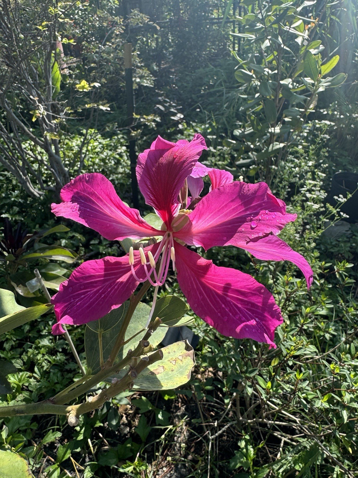 Hong Kong Orchid Tree Seeds – Fragrant – 20 seeds