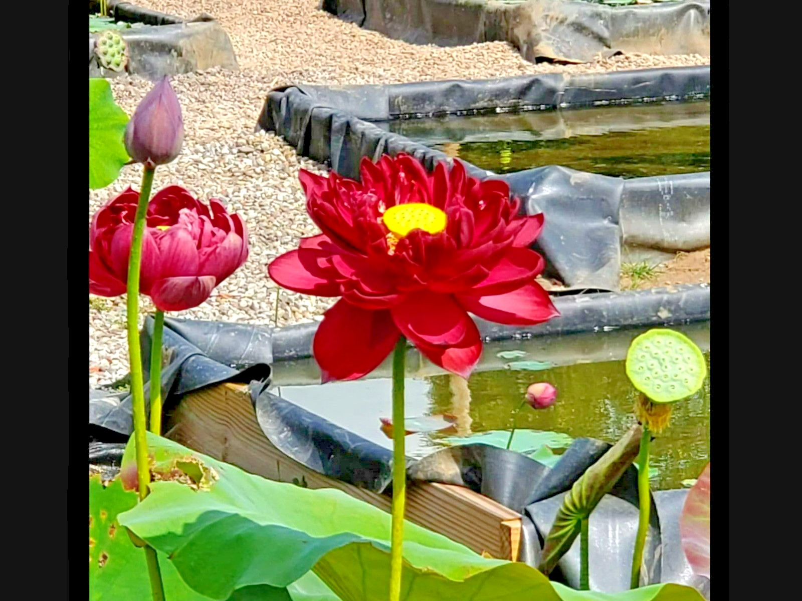 5 BLACK RED LOTUS SEEDS – Nelumbo Nucifera – ( Mo Hong Lotus )