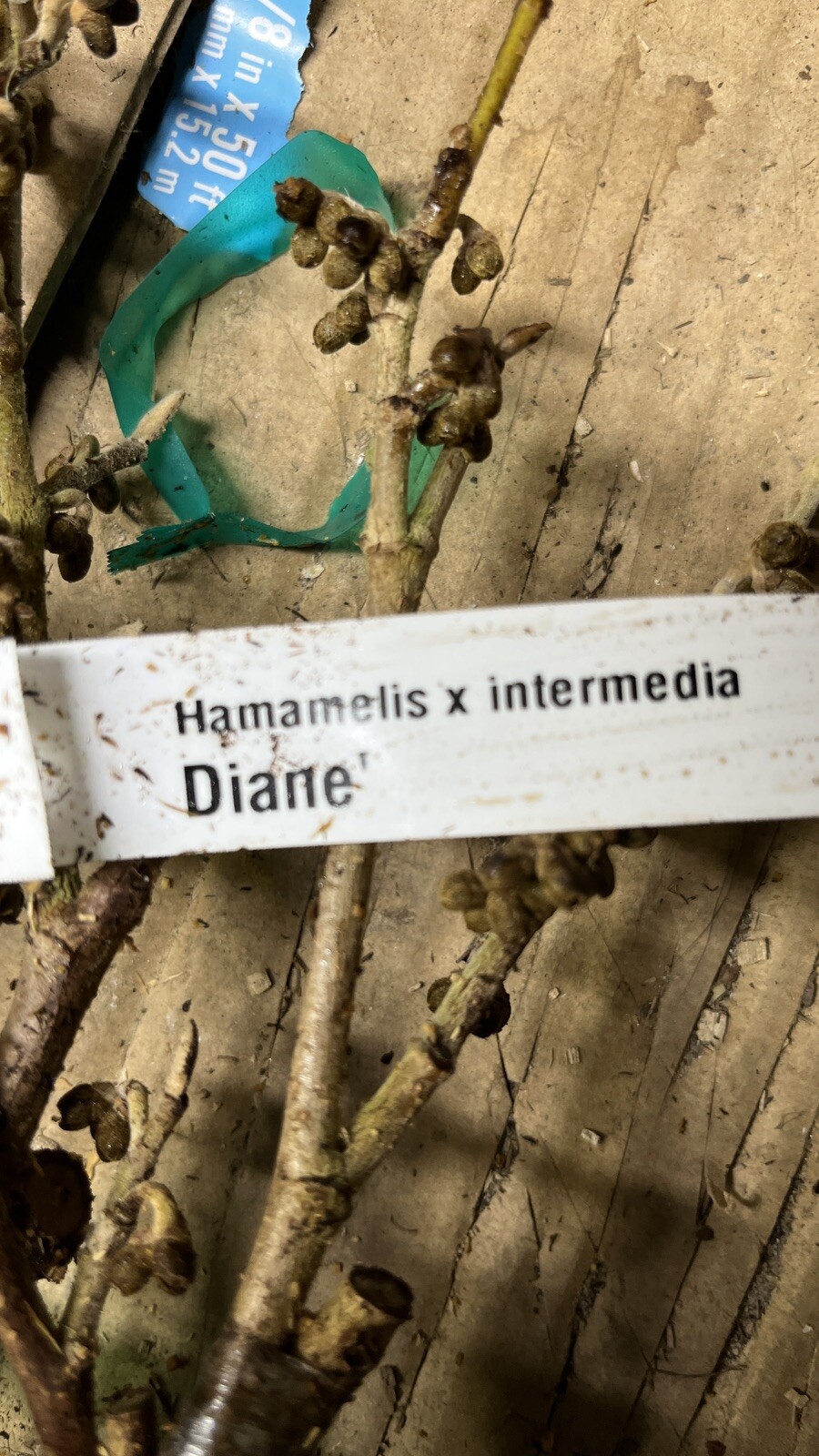 Hamamelis × intermedia ‘Diane’, 1 year old plant, grafted