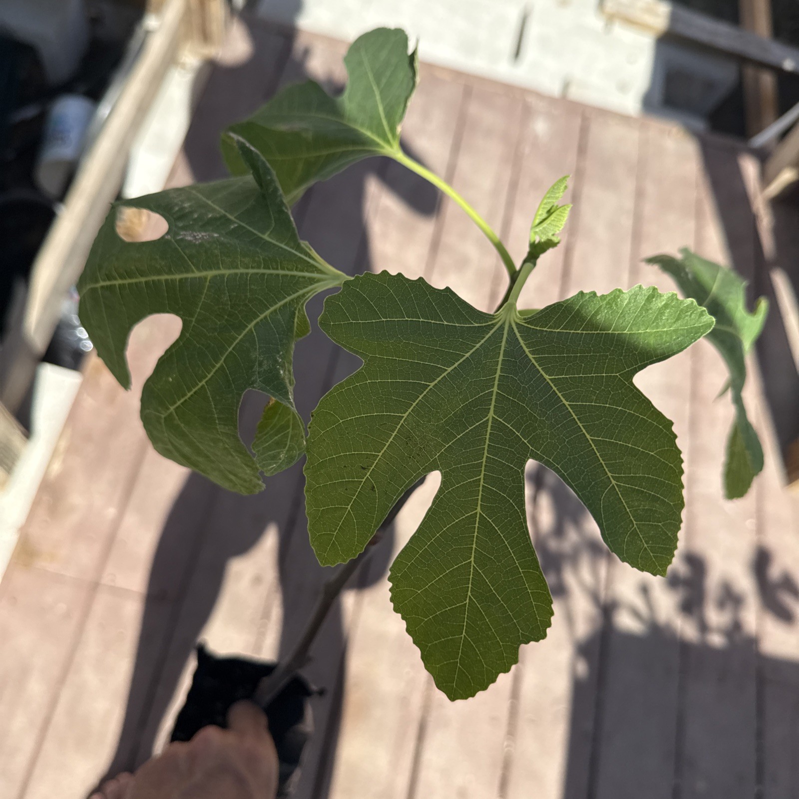 The God Father Fig Tree 🌲
