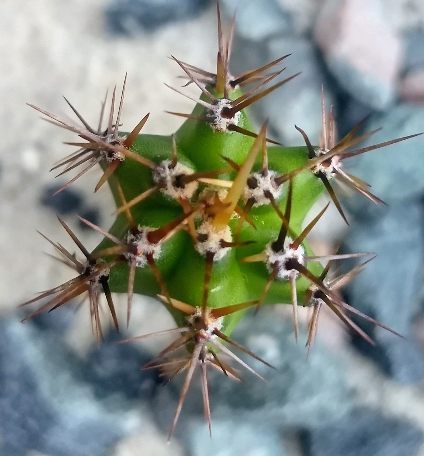 Echinopsis Rare Seed Grown Yearling packs of 5 for 20$?Cultivars In Description