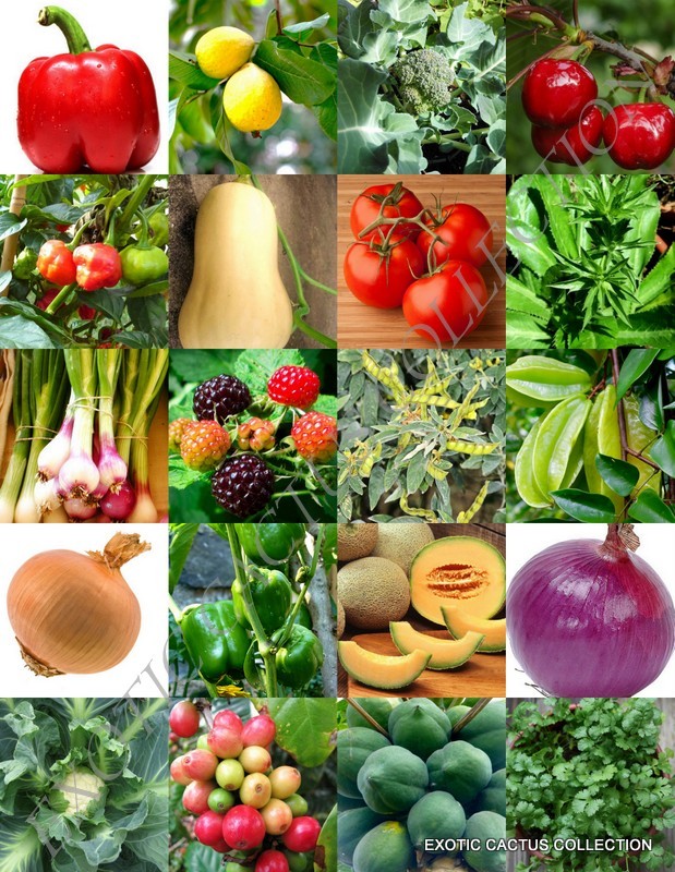 VEGETABLES & FRUITS MIX heirloom ORGANIC garden Non-GMO UNTREATED seed 150 SEEDS
