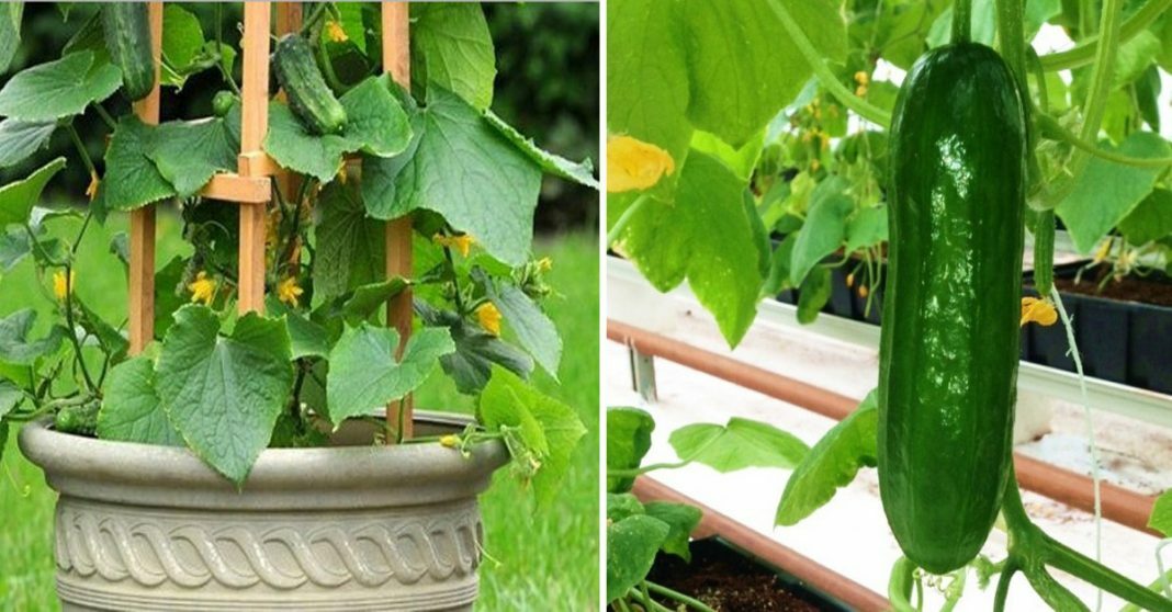 25+Bush Cucumber Seeds Spacemaster Cucumber Bush type Plant Container Garden USA