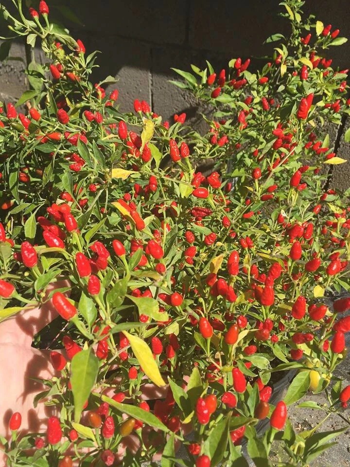 Wiri Wiri CHILE PEQUIN/TEPIN/PETIN…HOT HOT PEPPER, 25 FRSH HOME GROWN SEEDS
