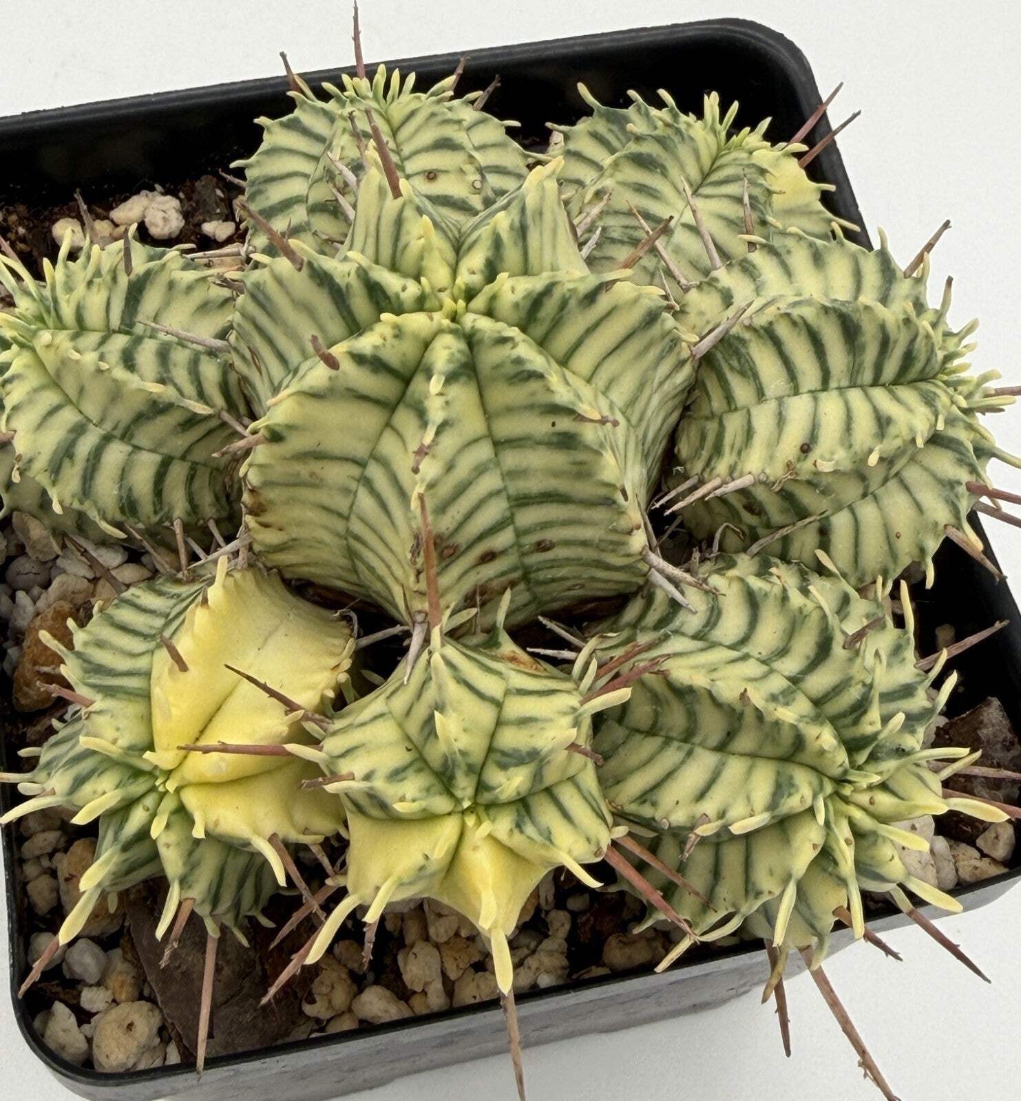 Euphorbia Meloformis Variegated Super Healthy In 4.5 Inch Pot- Multi-Head Plant!